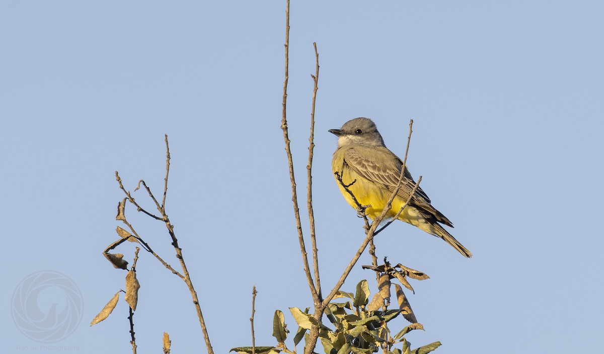 Cassin's Kingbird - ML646058709
