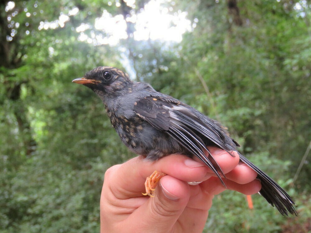 Black-faced Solitaire - ML646058719