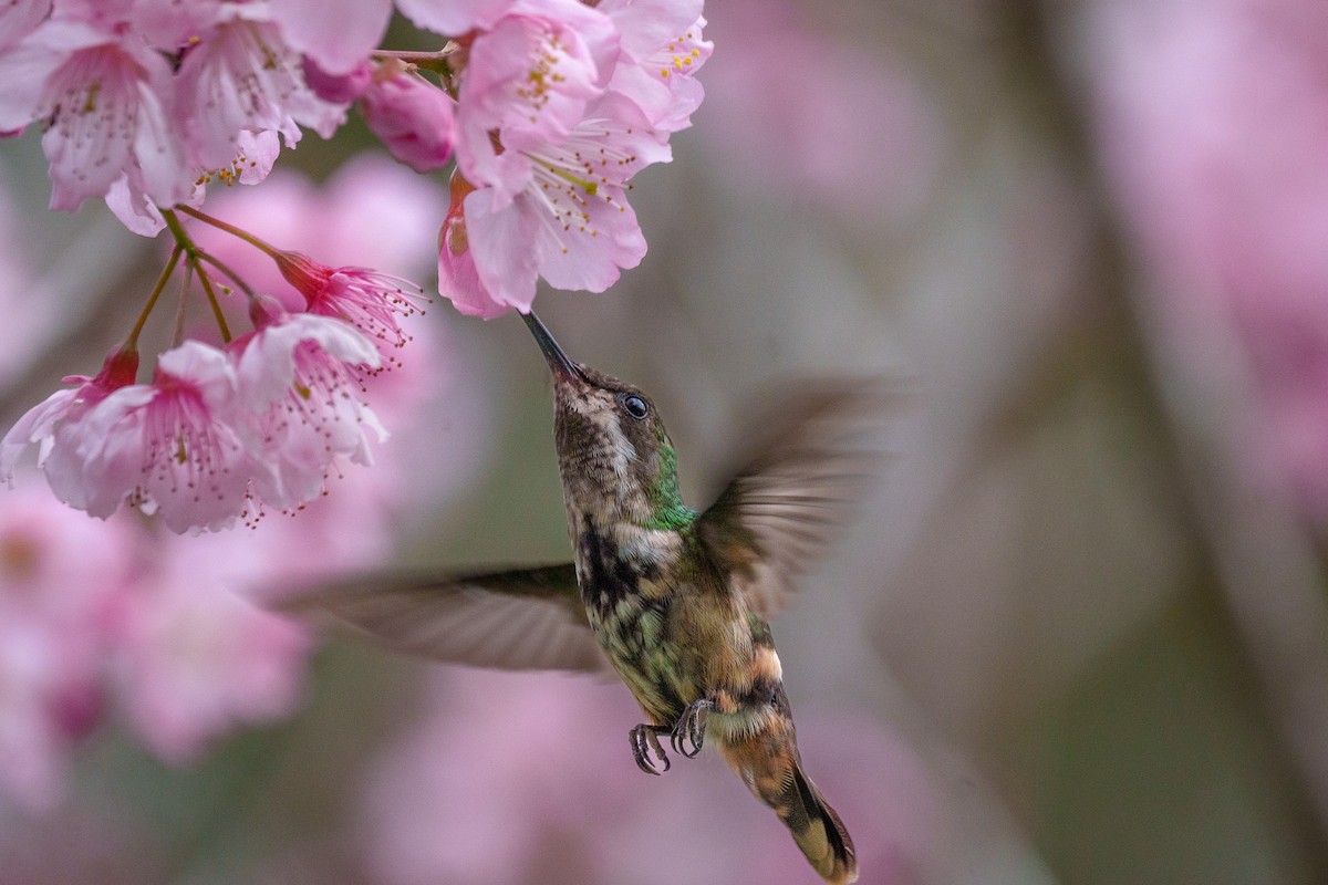 Festive Coquette - ML646058721