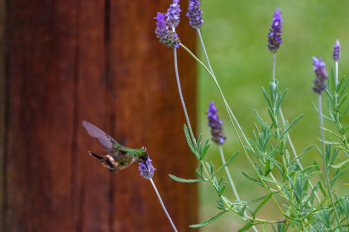 Festive Coquette - ML646058723