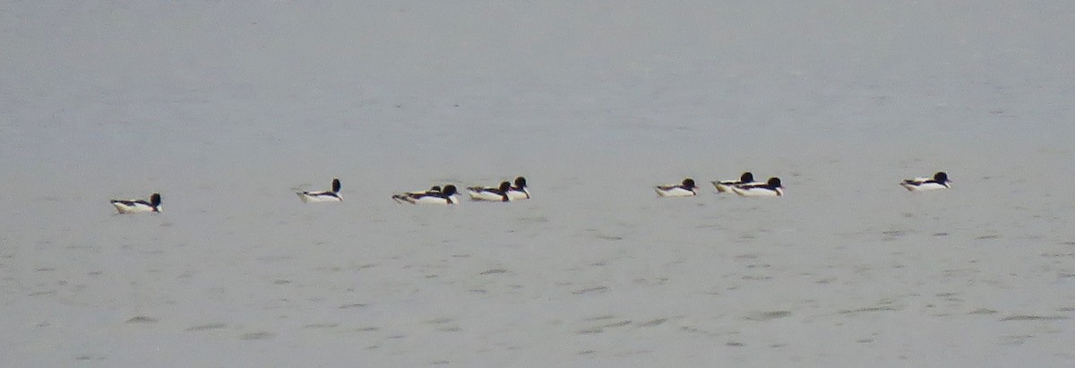 Common Shelduck - ML646058724