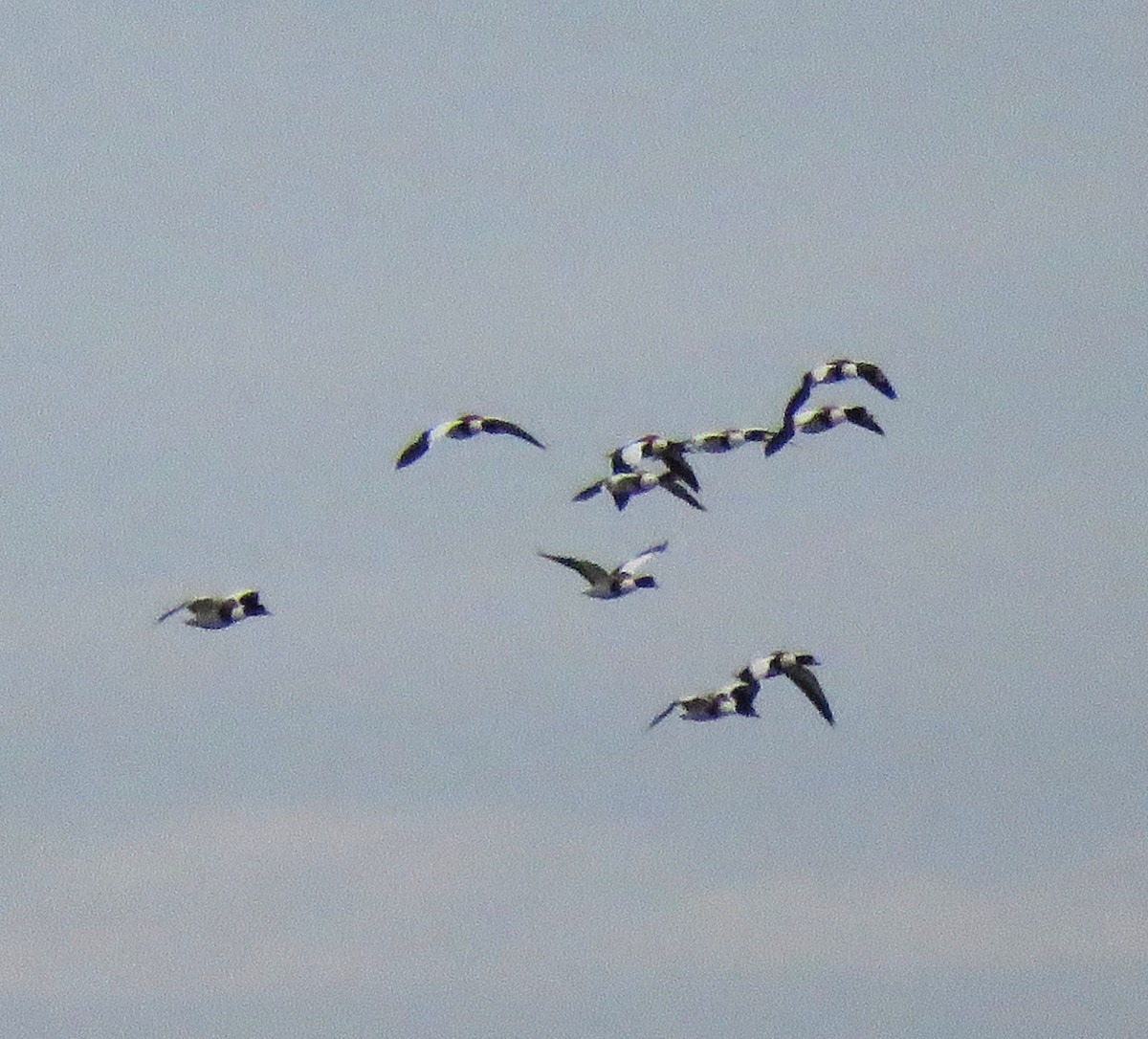 Common Shelduck - ML646058725