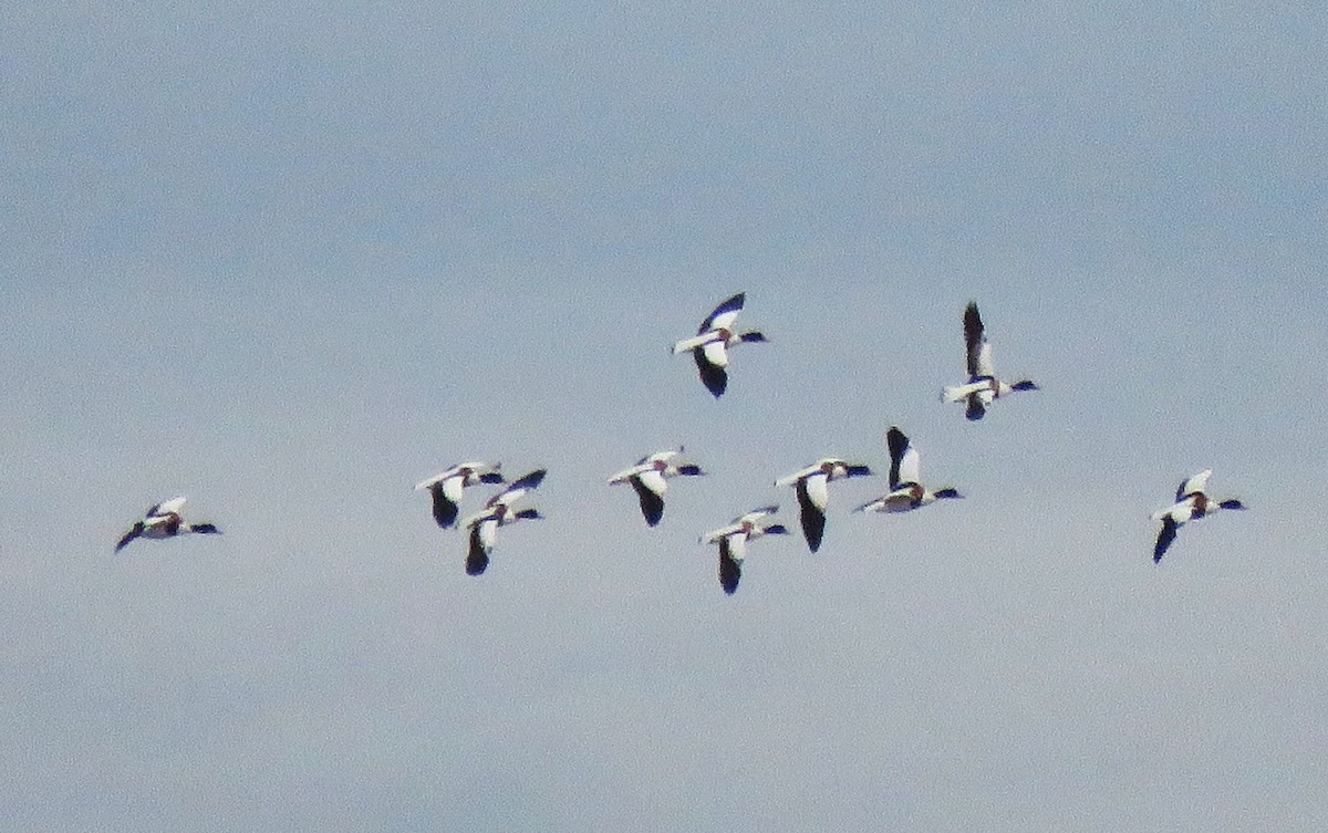 Common Shelduck - ML646058726