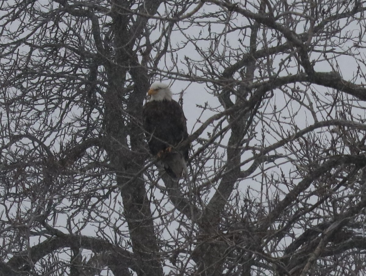 Орлан білоголовий - ML646058728