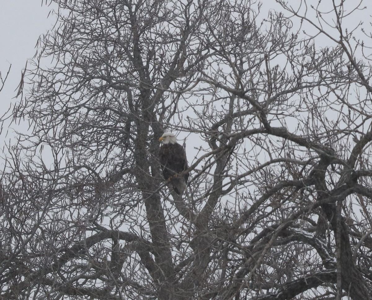 Орлан білоголовий - ML646058729