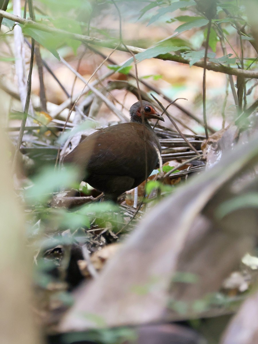 Philippine Megapode - ML646058730