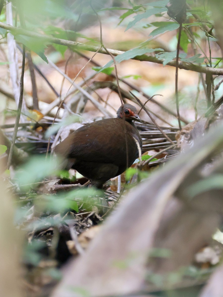 Philippine Megapode - ML646058731