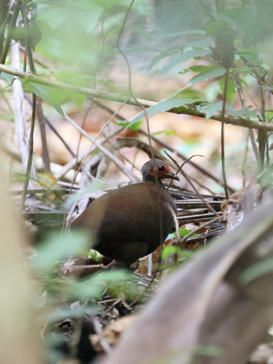 Philippine Megapode - ML646058732