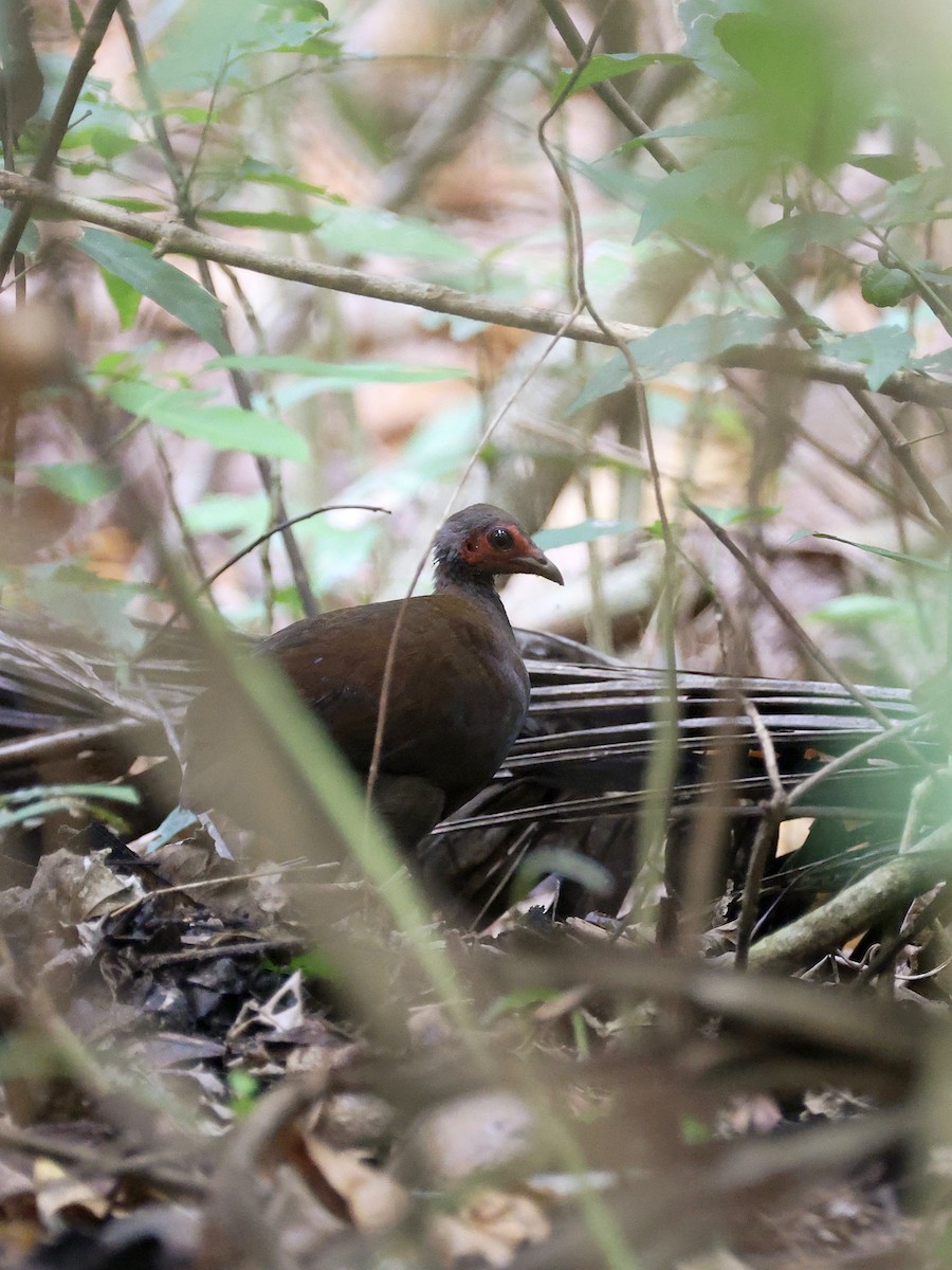 Philippine Megapode - ML646058733