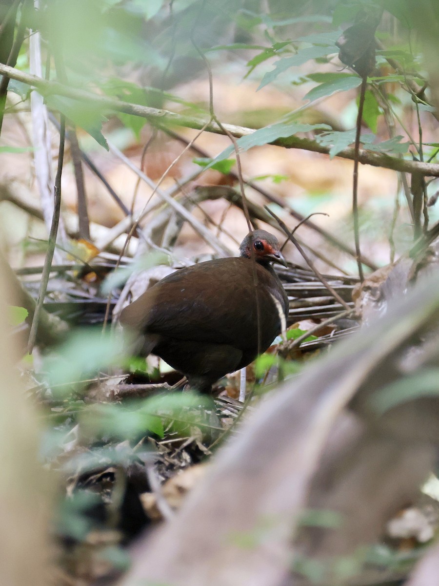 Philippine Megapode - ML646058734