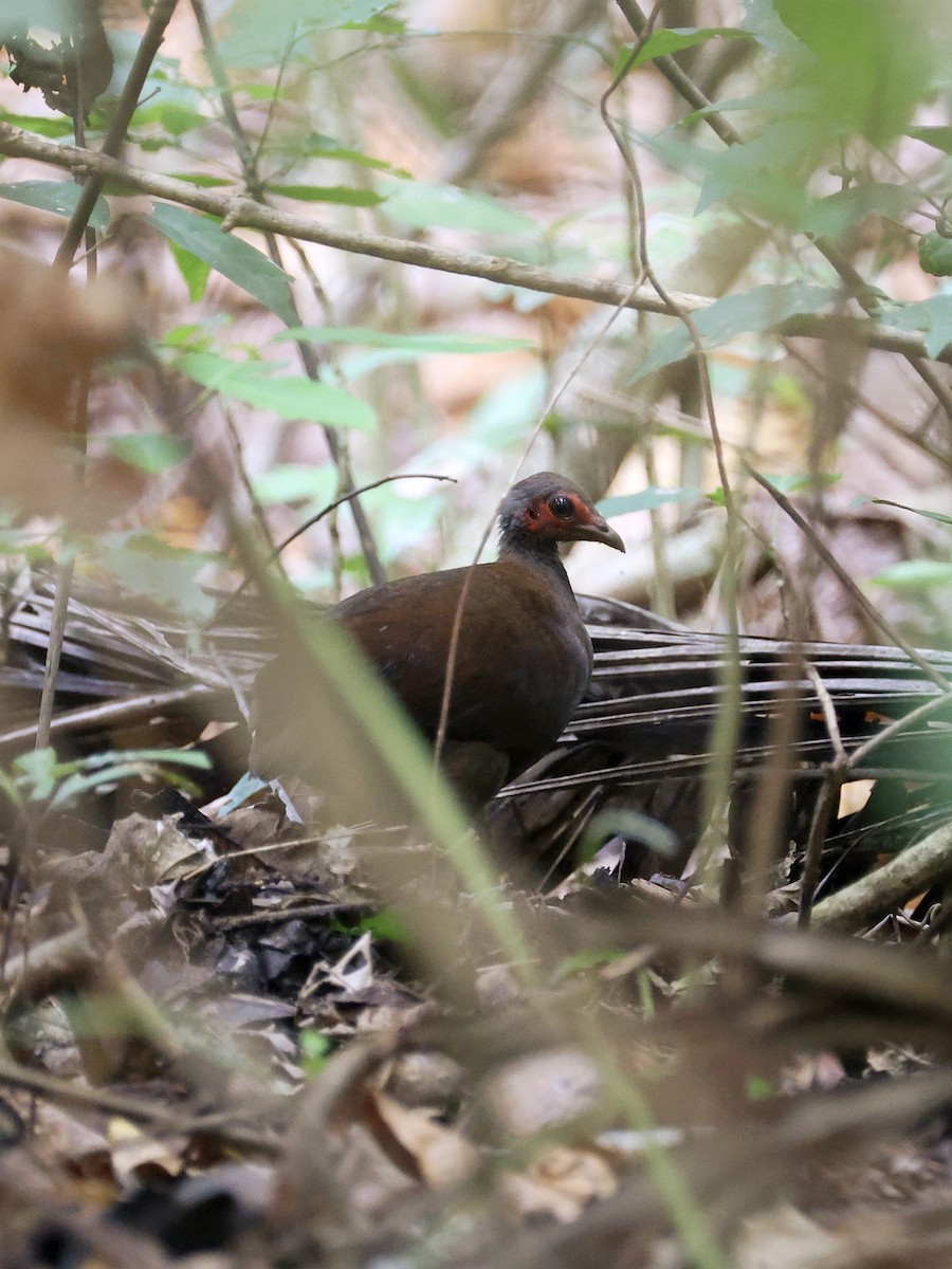 Philippine Megapode - ML646058735