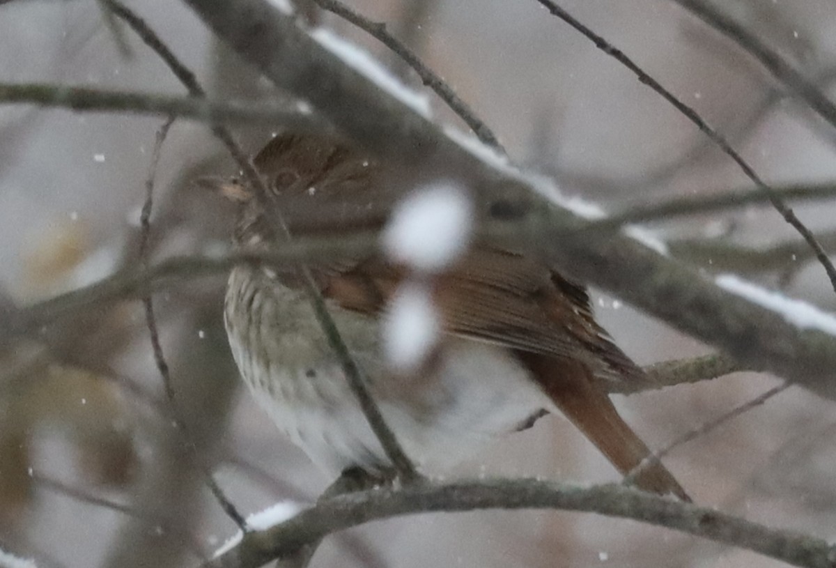 Hermit Thrush - ML646058740