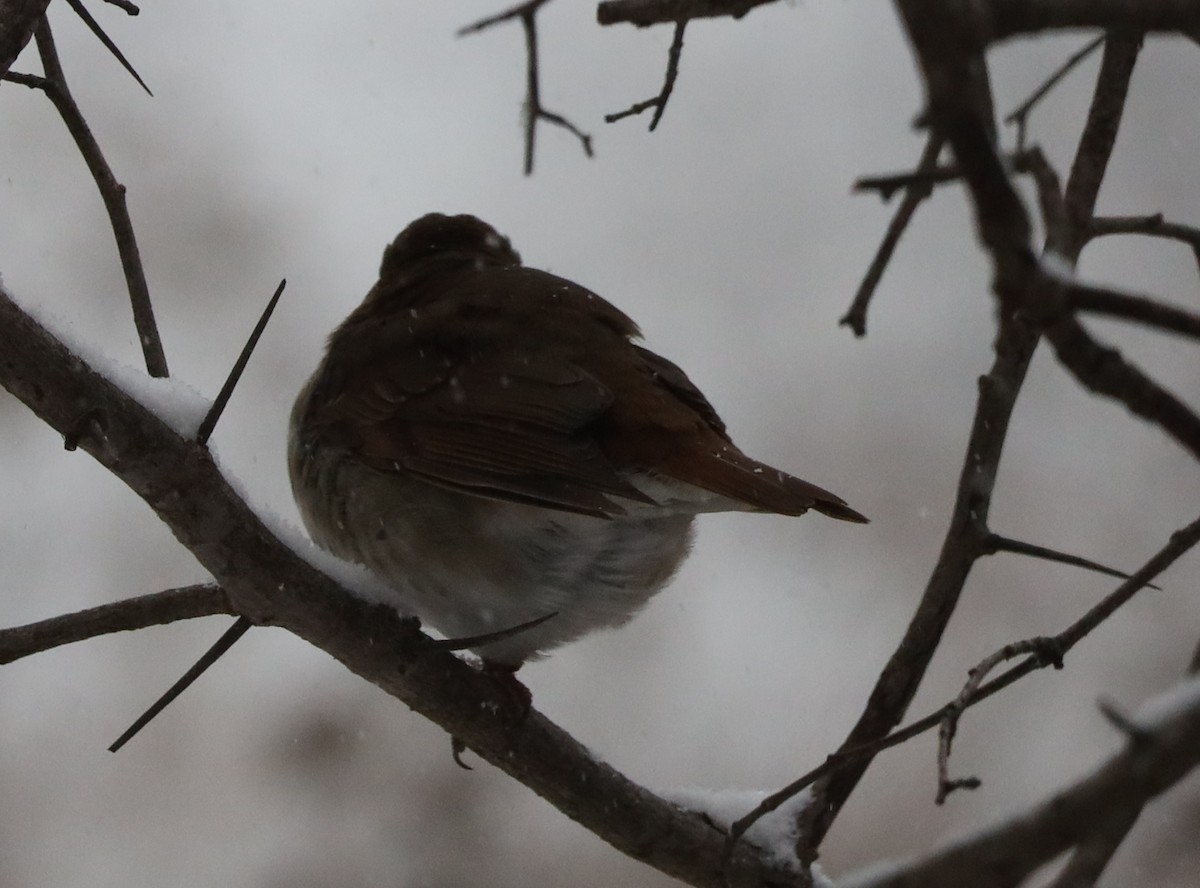 Hermit Thrush - ML646058741