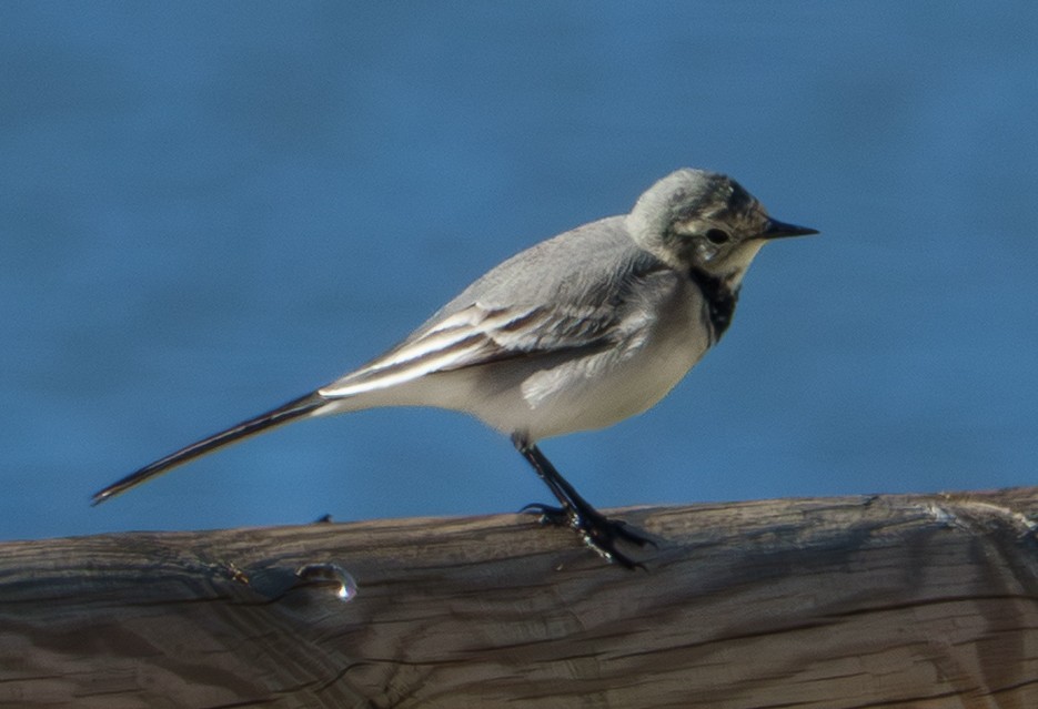 White Wagtail - ML646058742