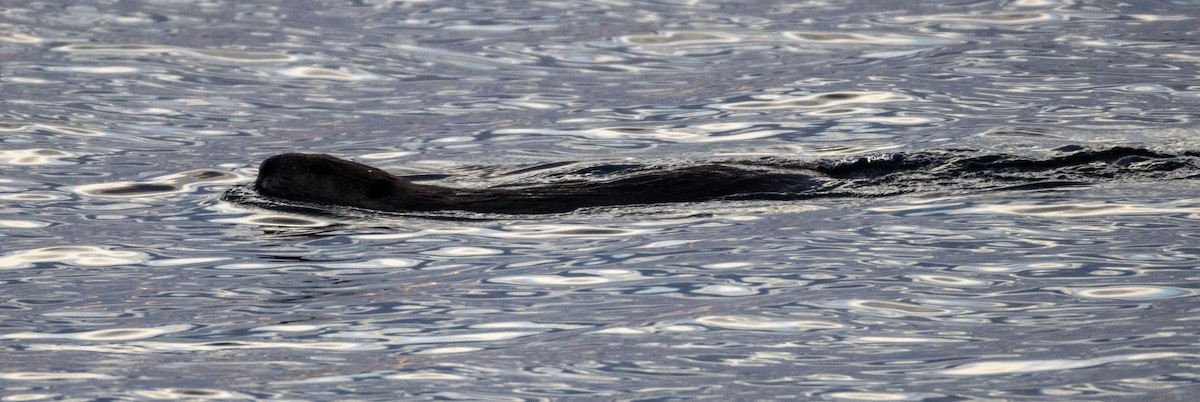 American Beaver - ML646058744