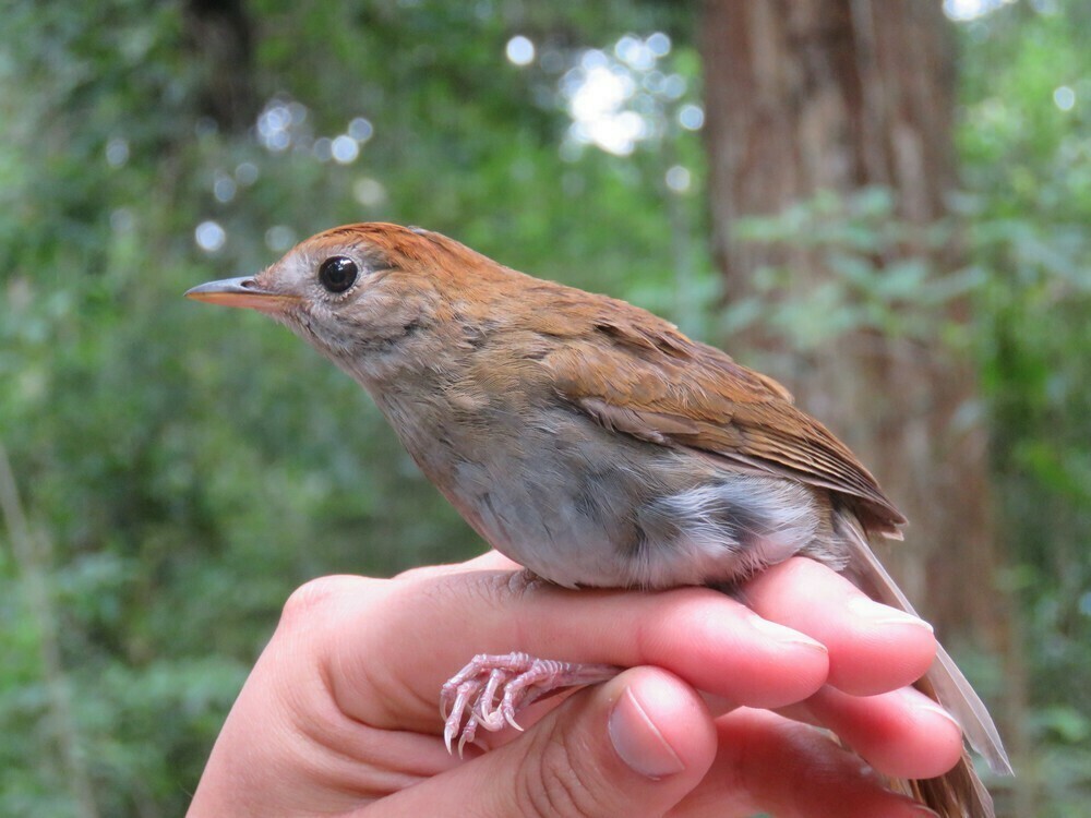 Ruddy-capped Nightingale-Thrush - ML646058745