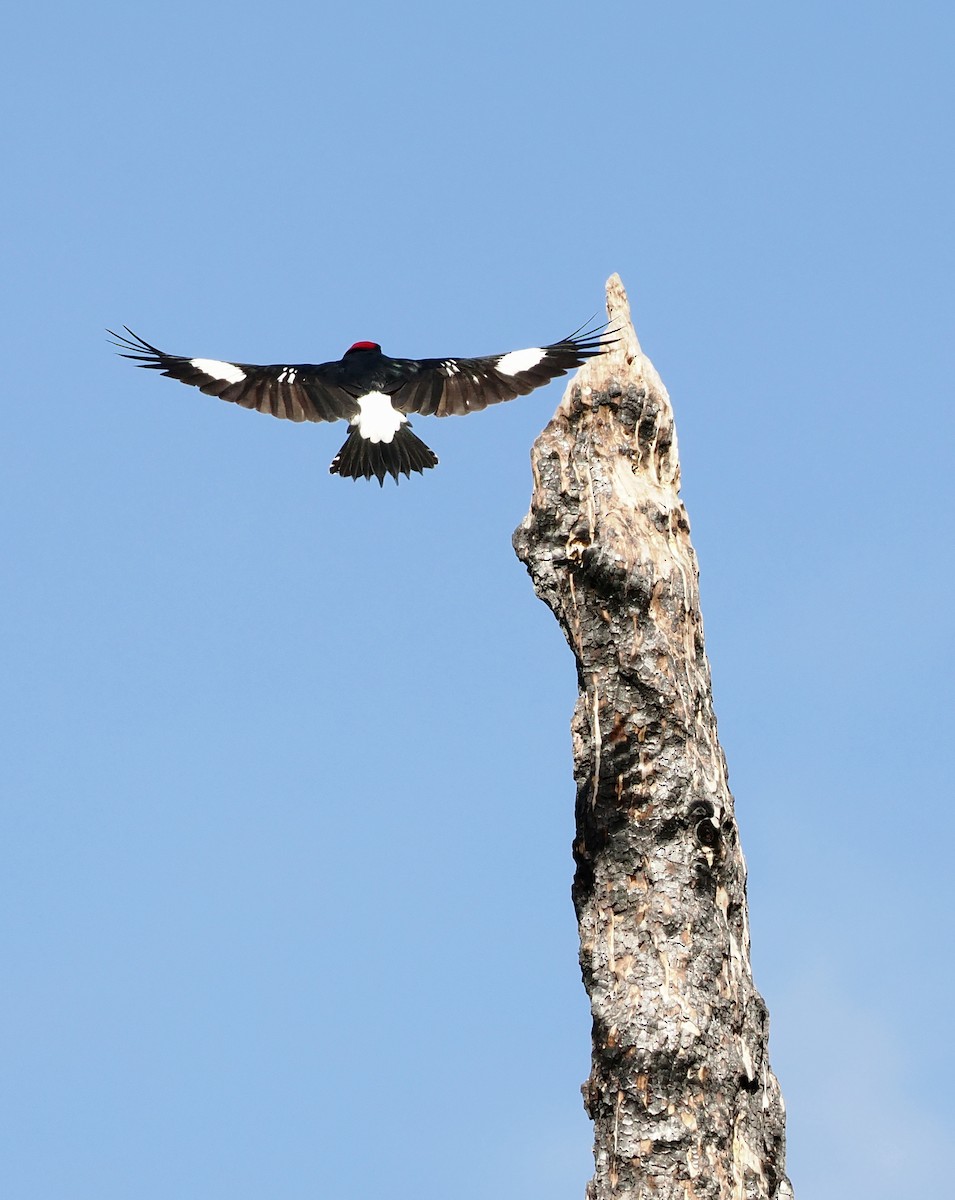 Acorn Woodpecker - ML646058747