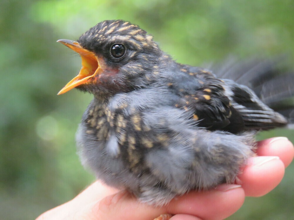 Black-faced Solitaire - ML646058748