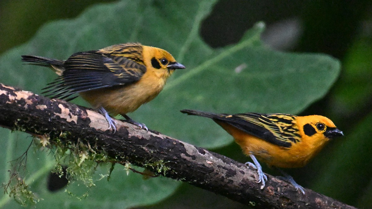 Golden Tanager - ML646058750