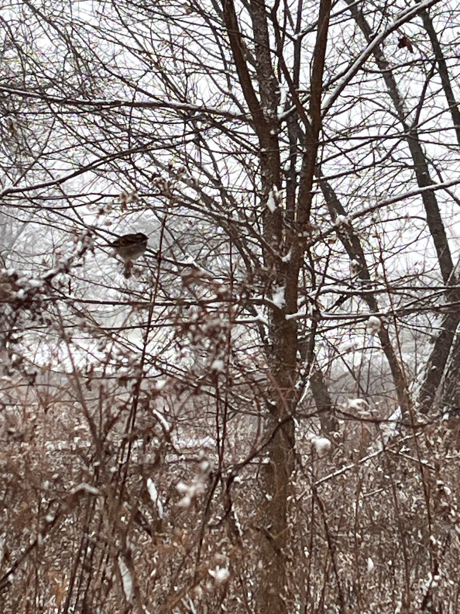 White-throated Sparrow - ML646058751