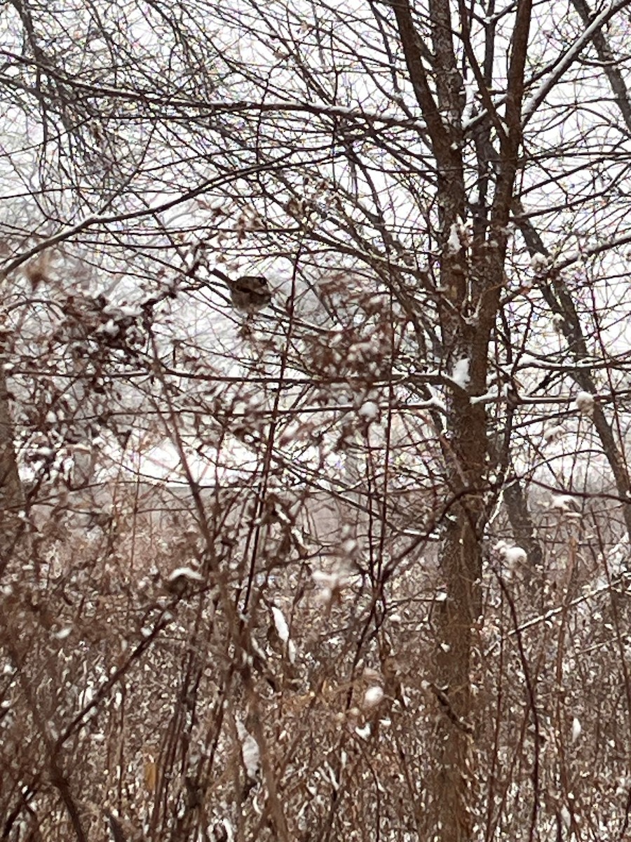 White-throated Sparrow - ML646058752