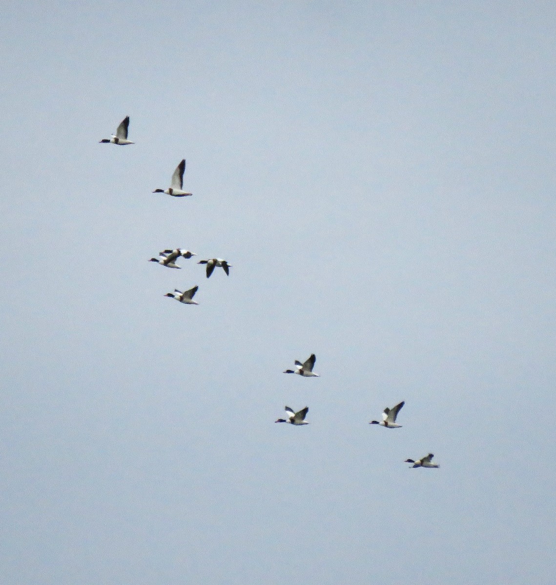 Common Shelduck - ML646058753