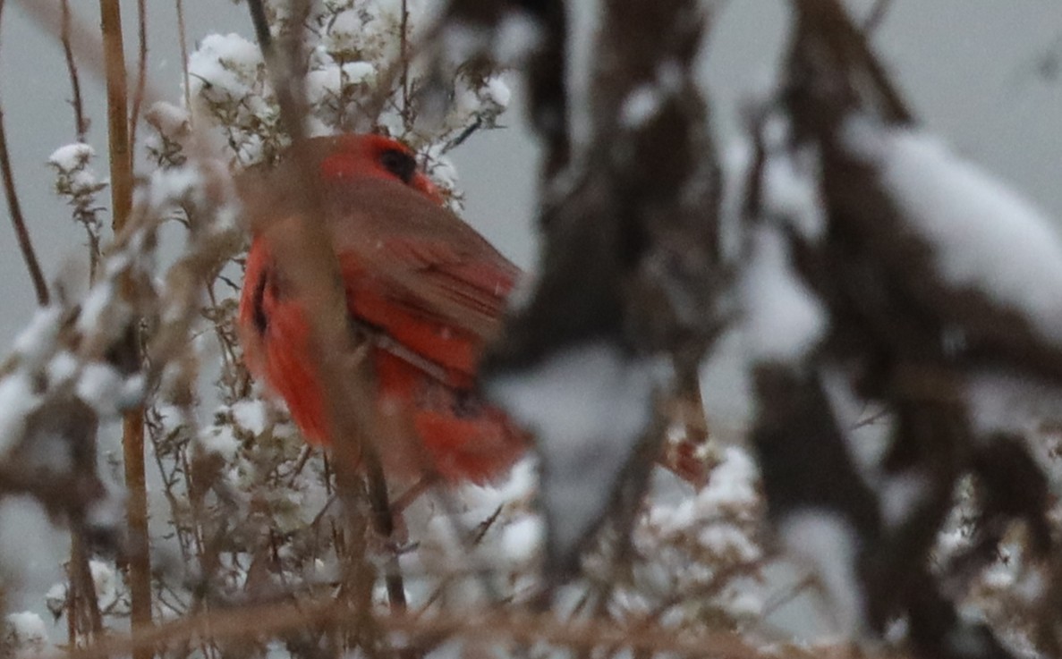 Northern Cardinal - ML646058755
