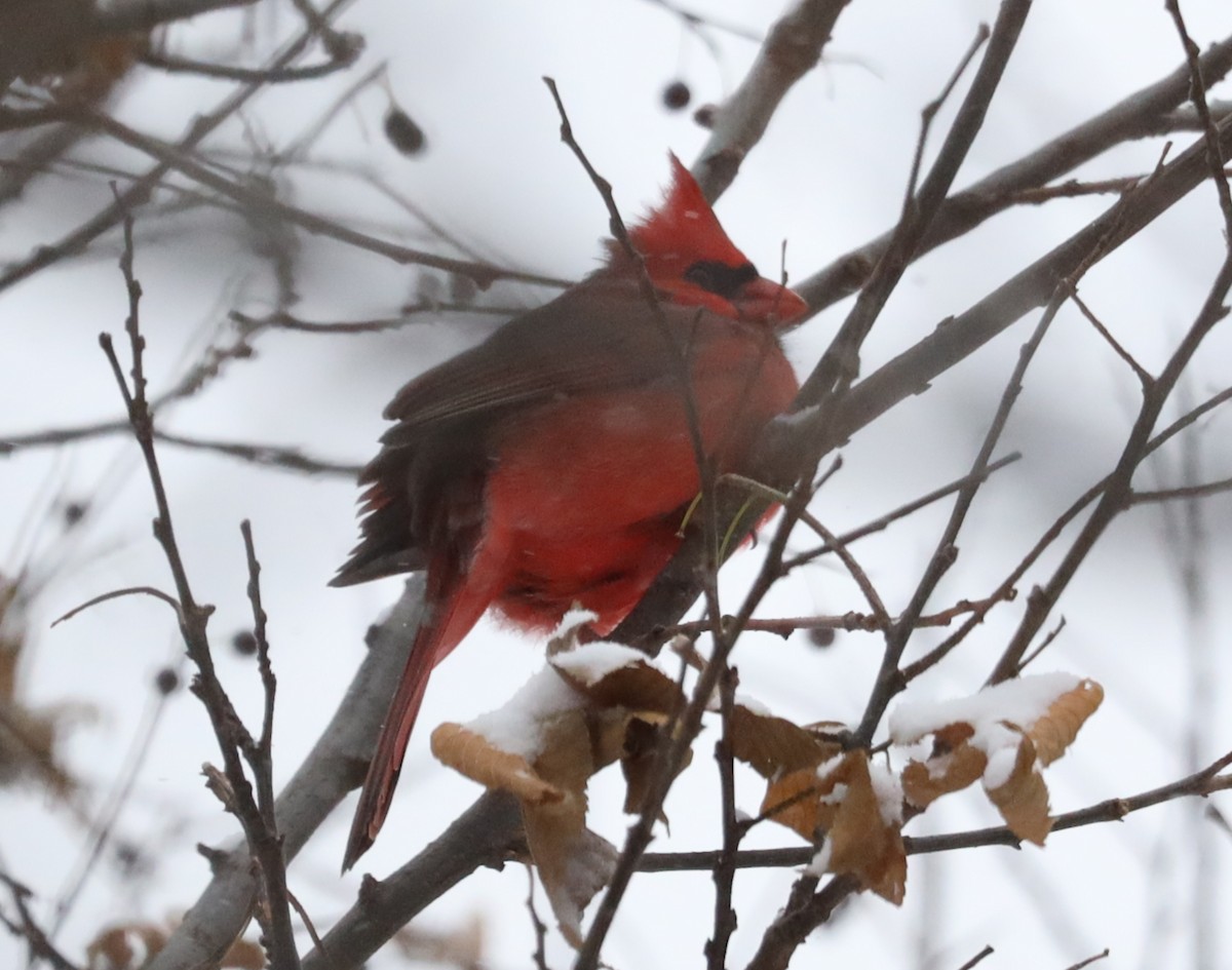 Northern Cardinal - ML646058756