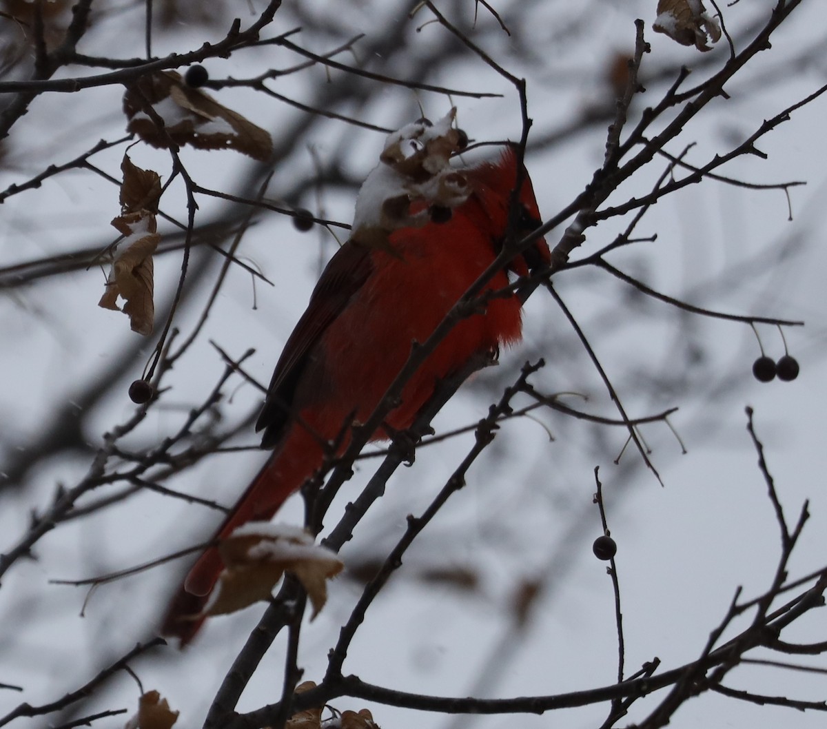 Northern Cardinal - ML646058757