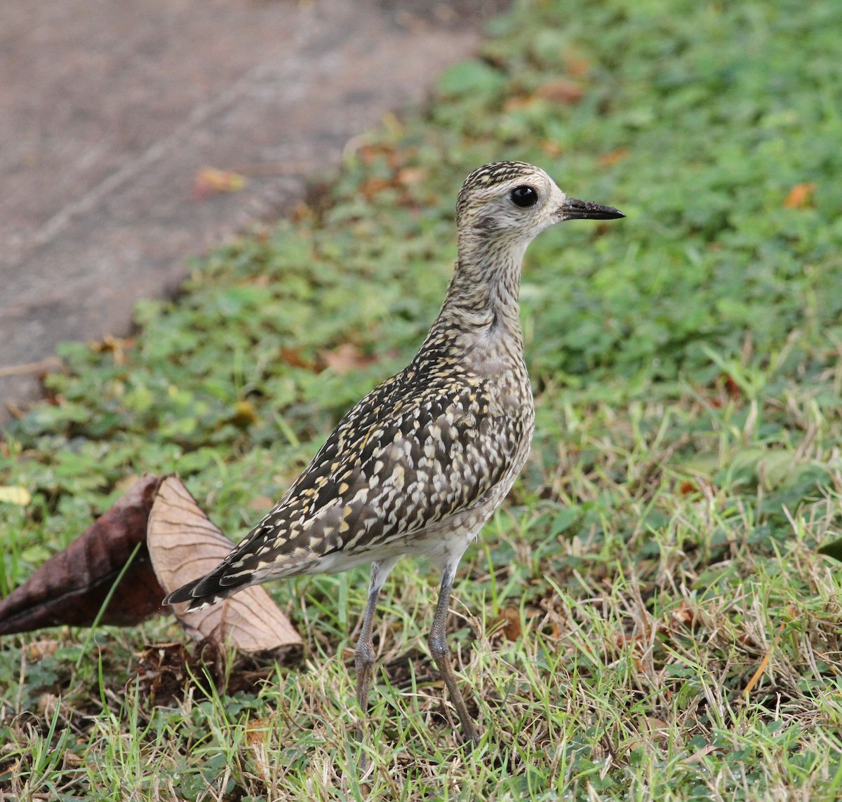 Pacific Golden-Plover - ML646058758