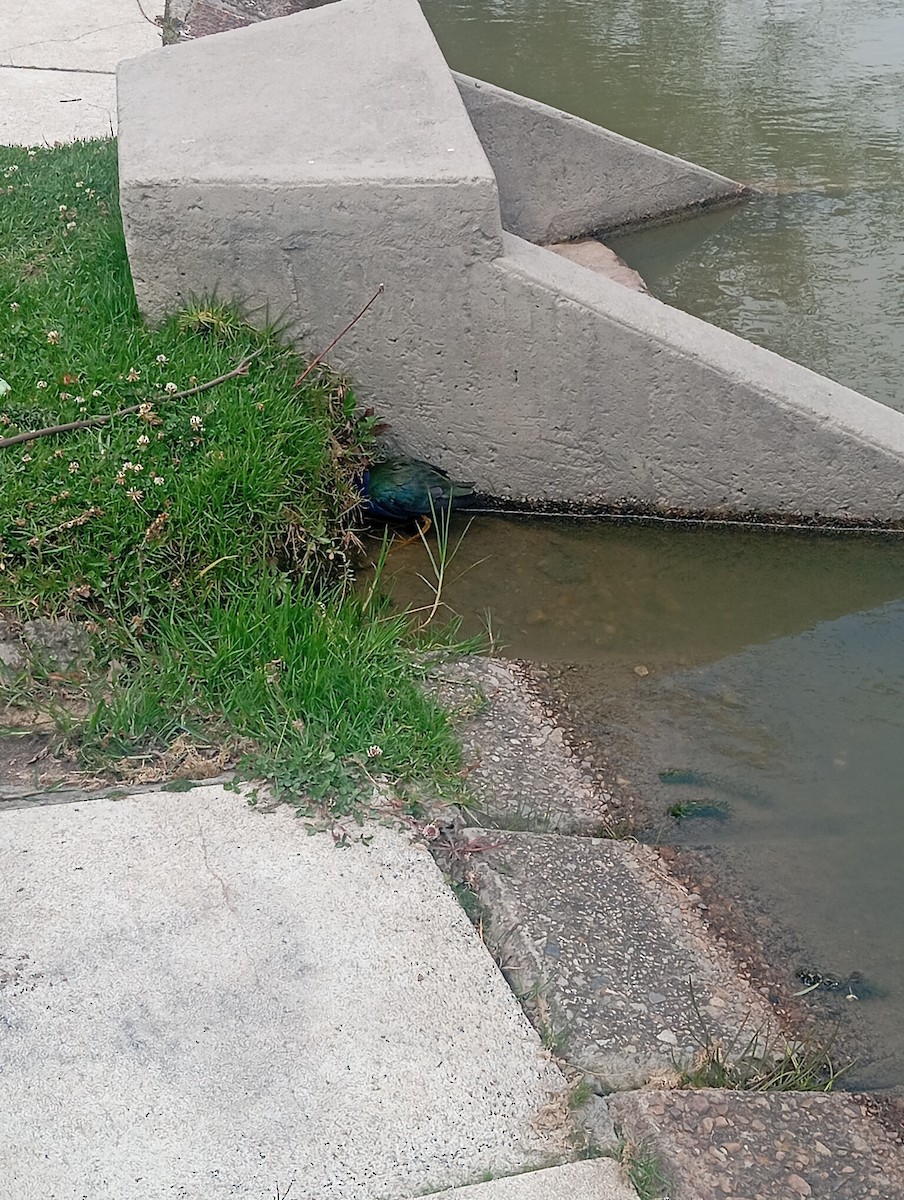 Purple Gallinule - ML646058759