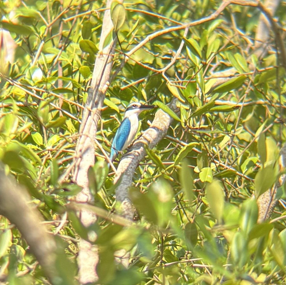 Collared Kingfisher - ML646058760