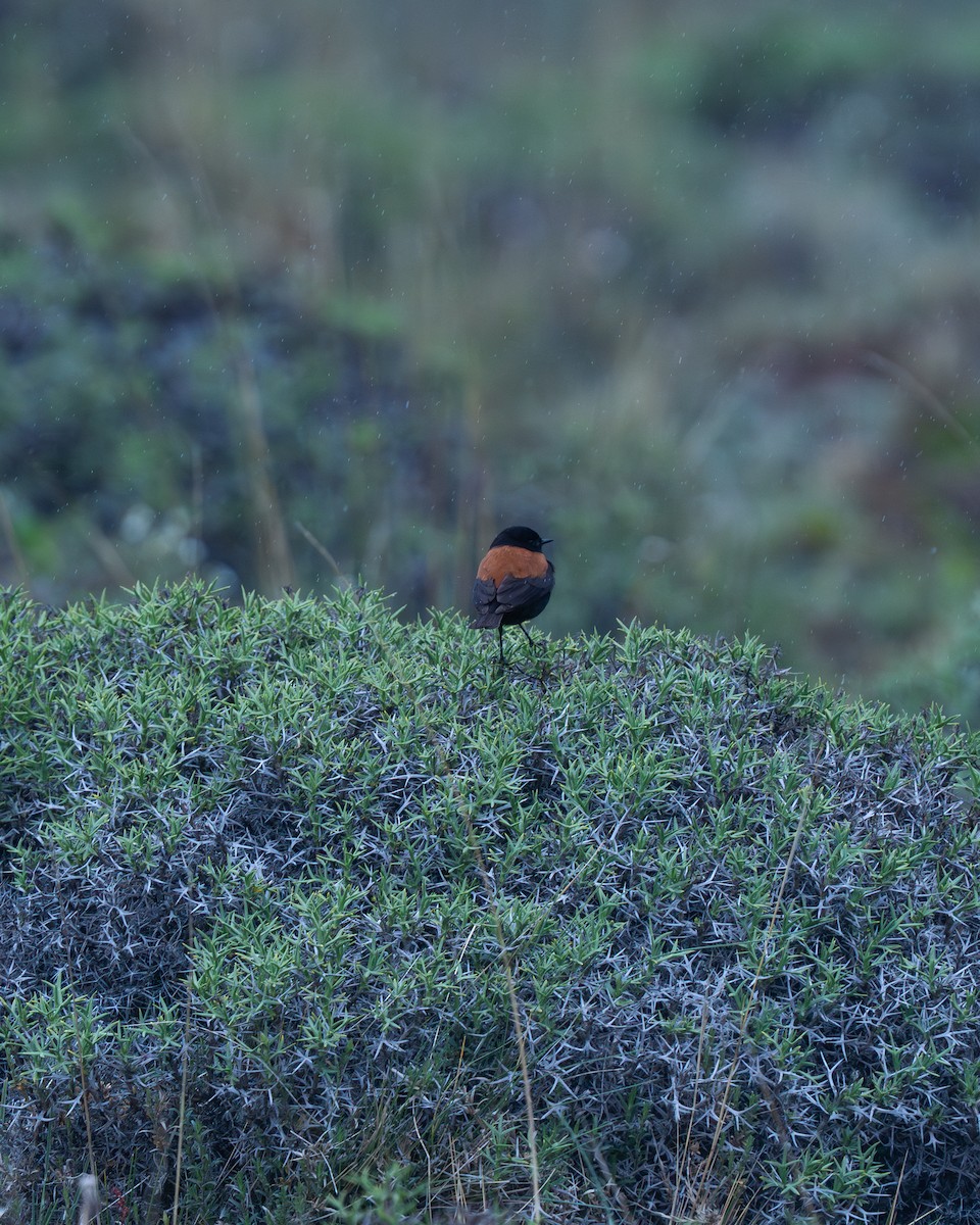 Austral Negrito - ML646058761