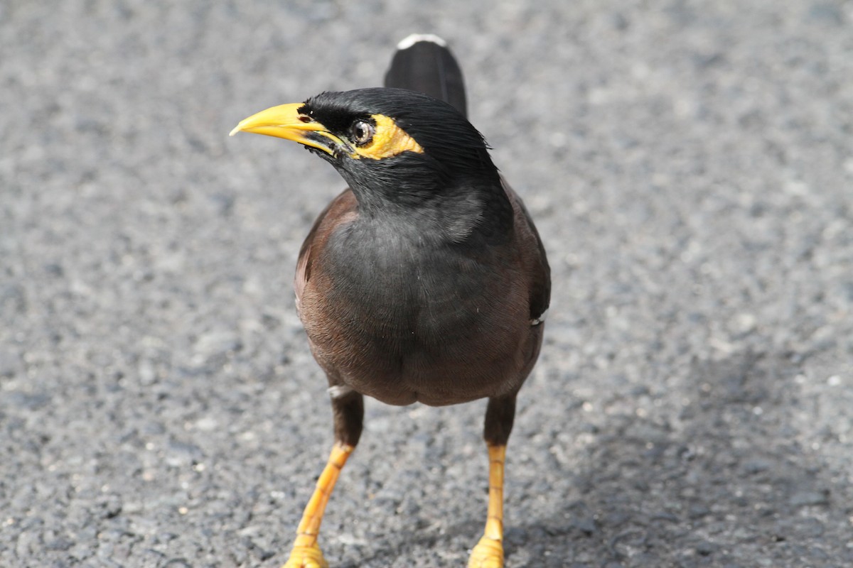 Common Myna - ML646058762