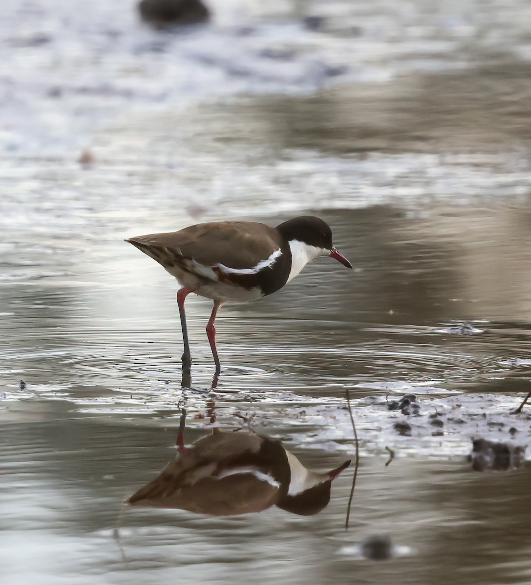 Red-kneed Dotterel - ML646058763