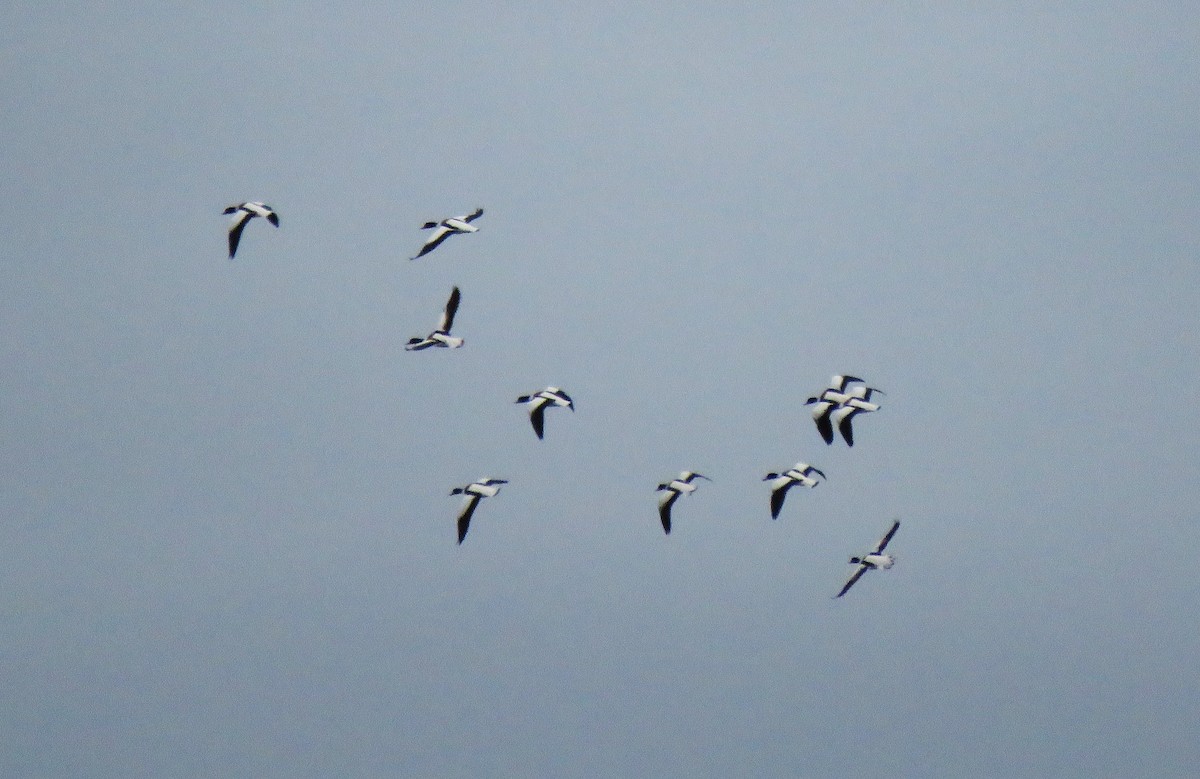Common Shelduck - ML646058764