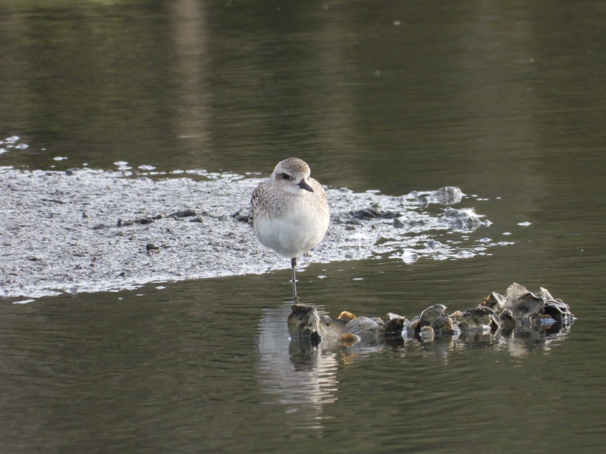 Black-bellied Plover - ML646058765