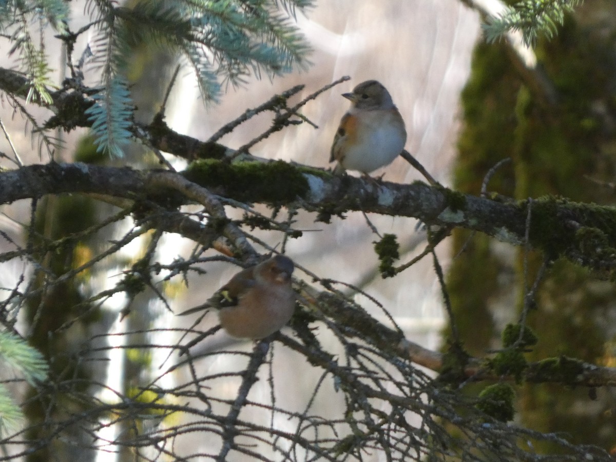 Brambling - ML646058766