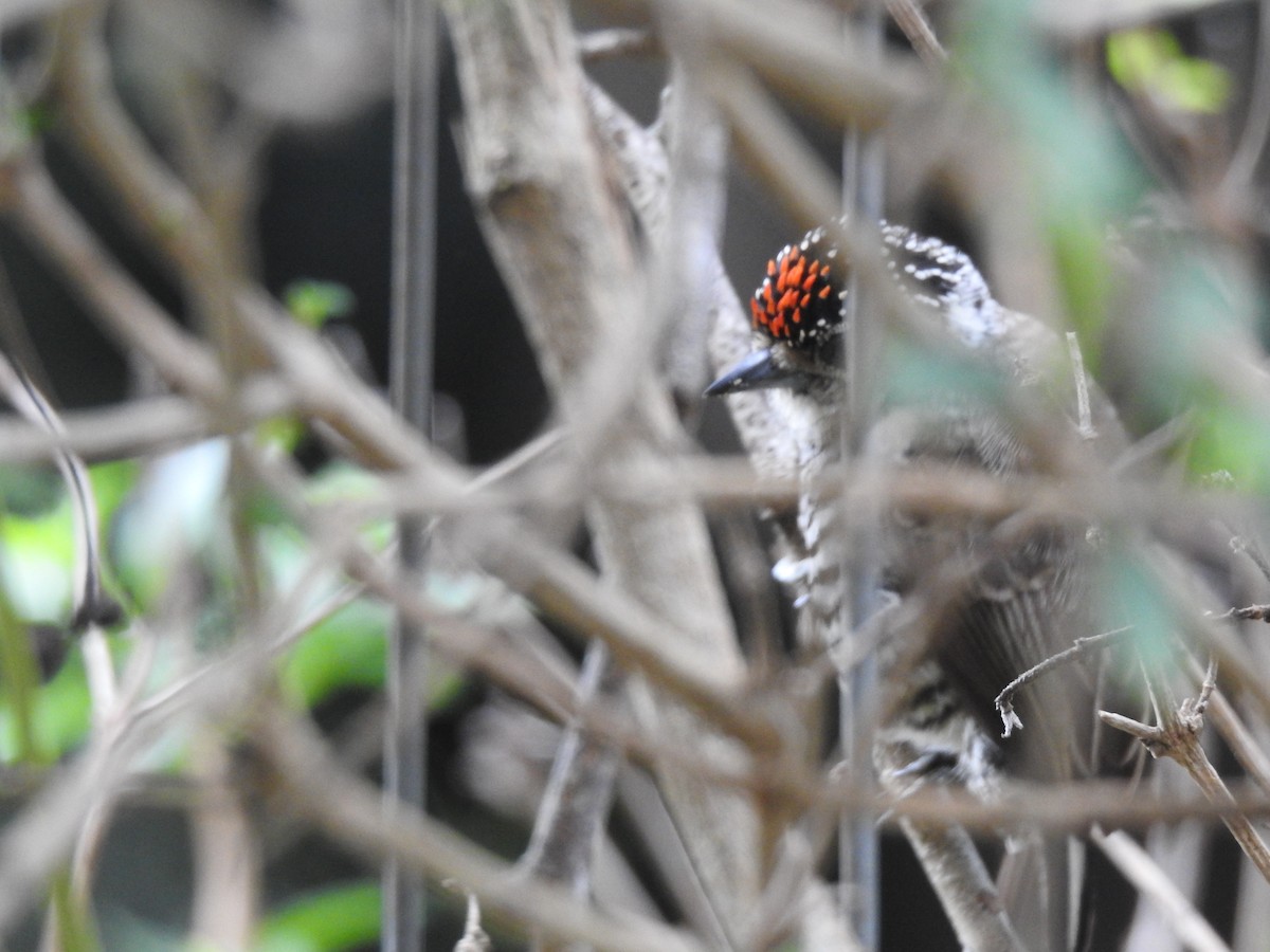 White-barred Piculet - ML646058767