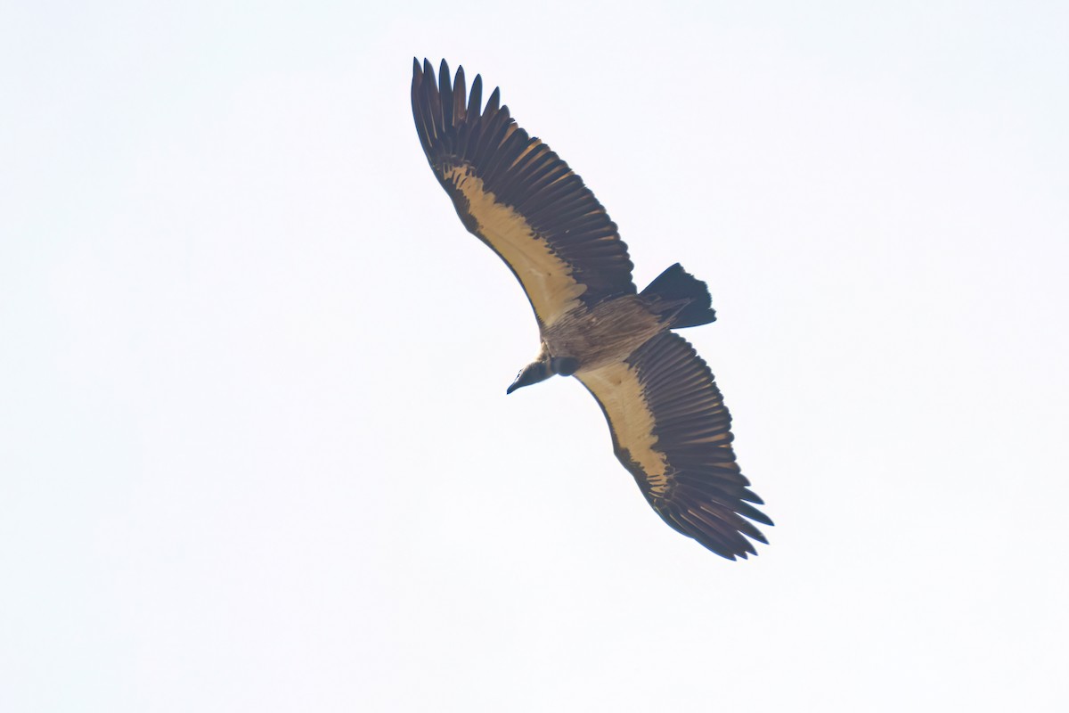 White-backed Vulture - ML646058768