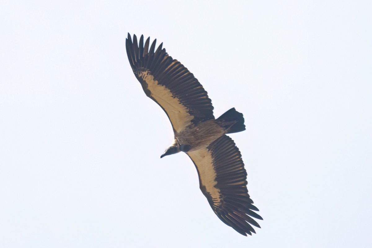 White-backed Vulture - ML646058769