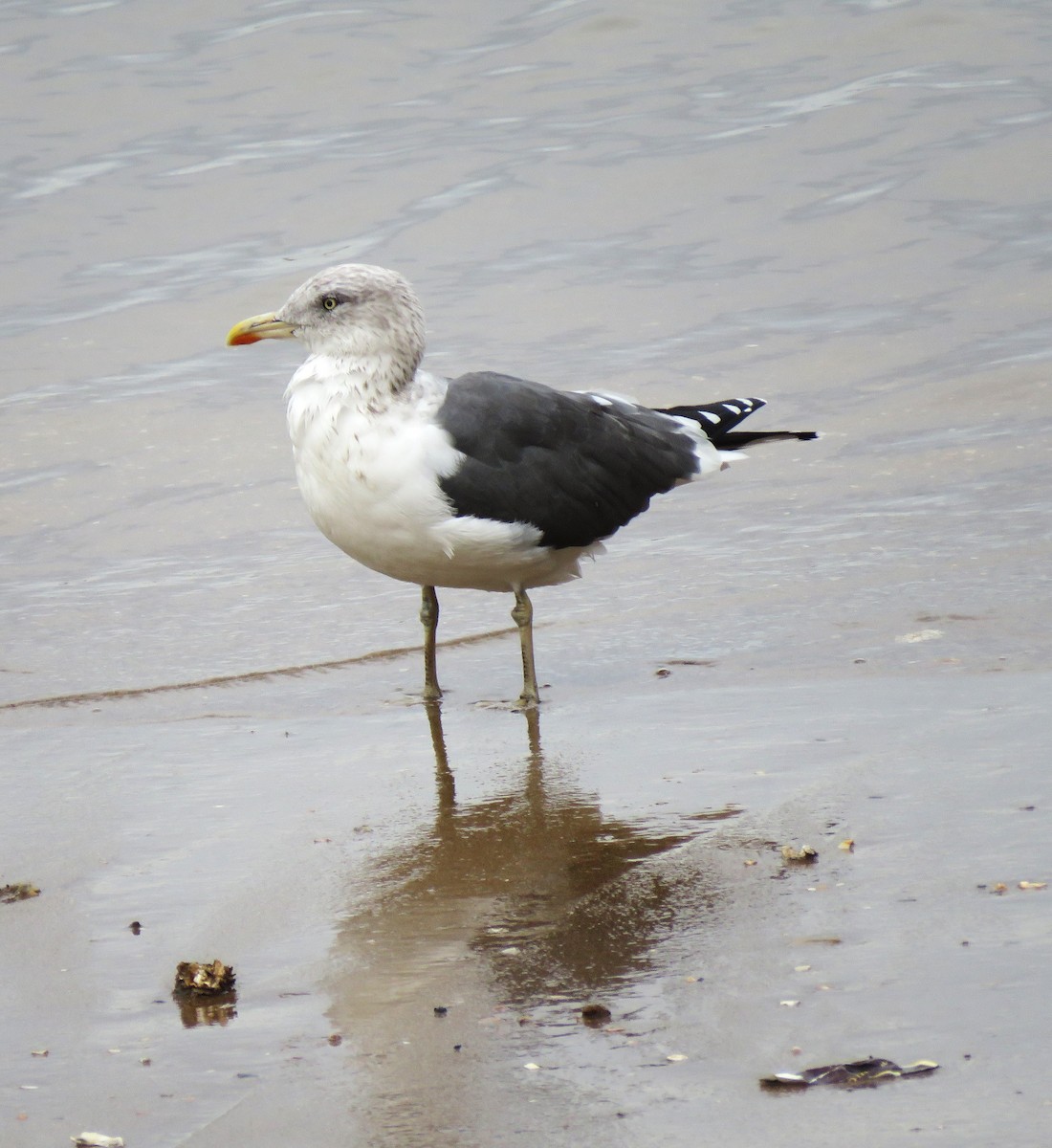 Lesser Black-backed Gull - ML646058779
