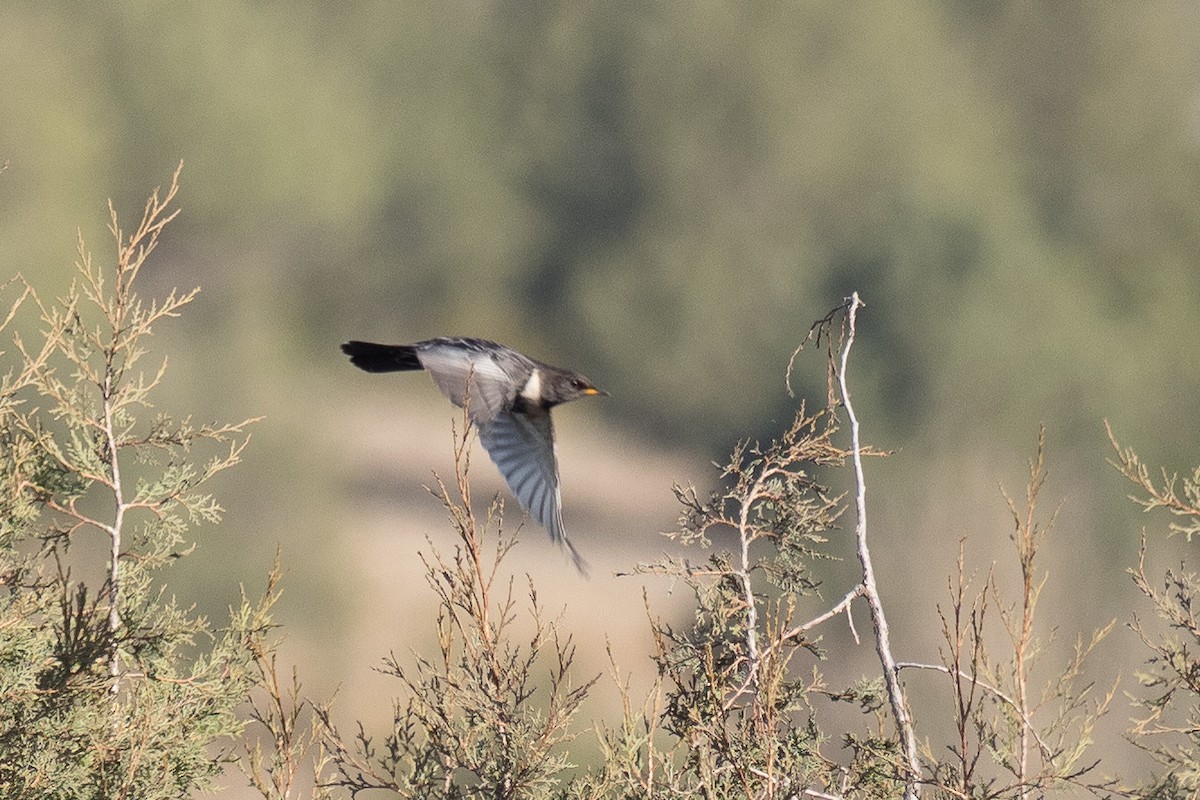 Ring Ouzel - ML646058781