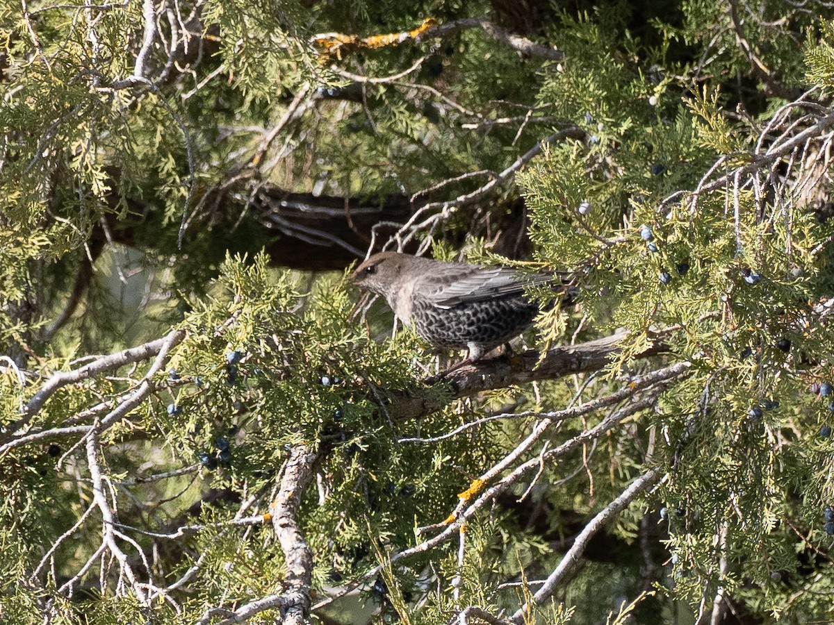 Ring Ouzel - ML646058782