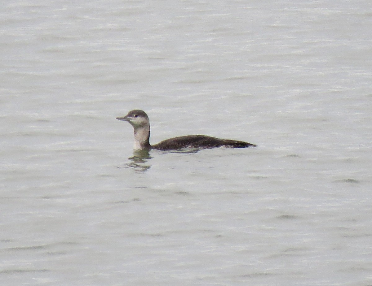 Red-throated Loon - ML646058785