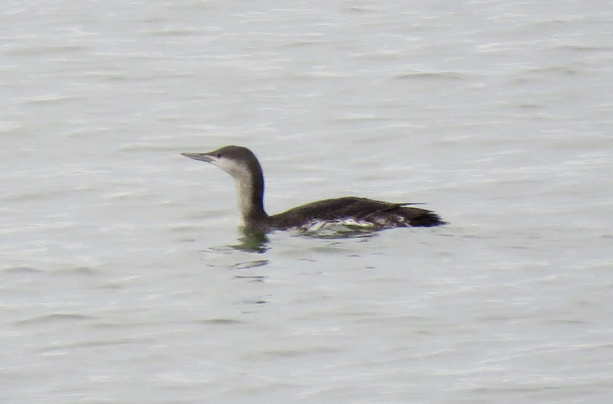 Red-throated Loon - ML646058786