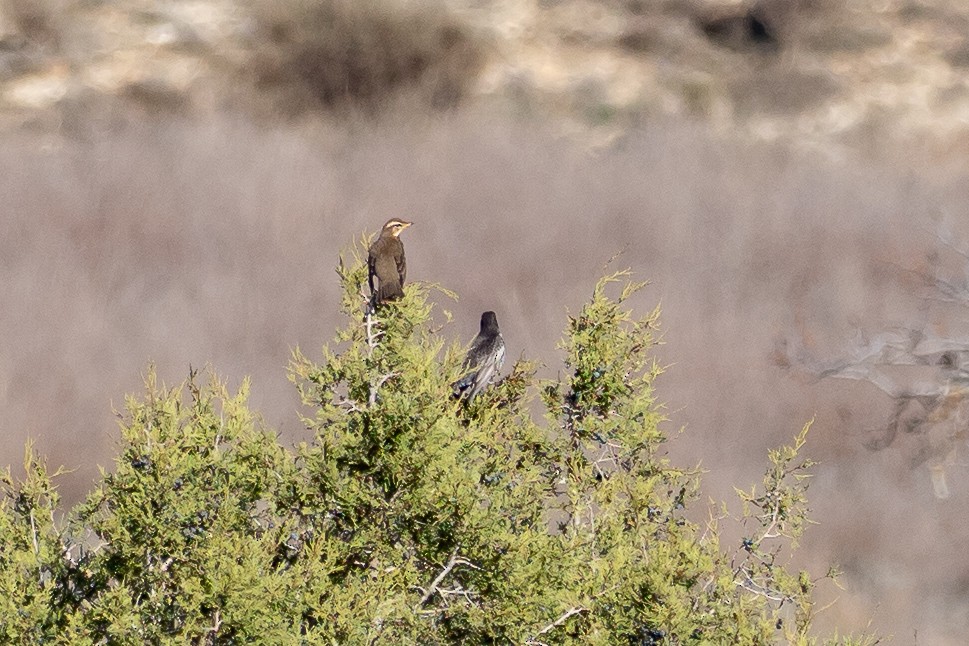 Redwing - ML646058787