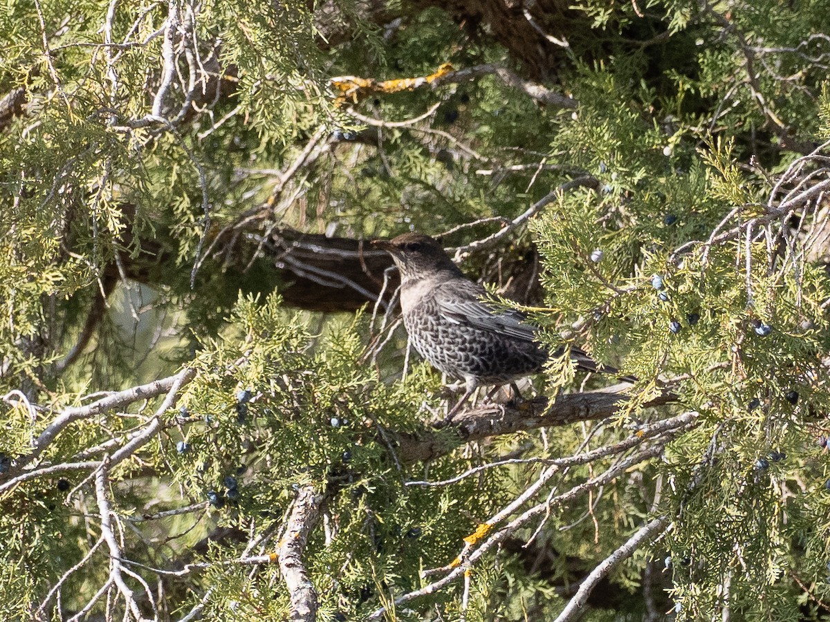 Ring Ouzel - ML646058789