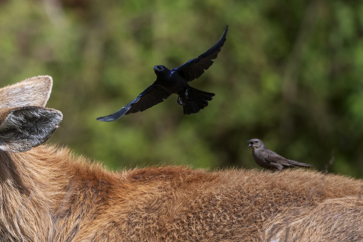 Shiny Cowbird - ML646058790