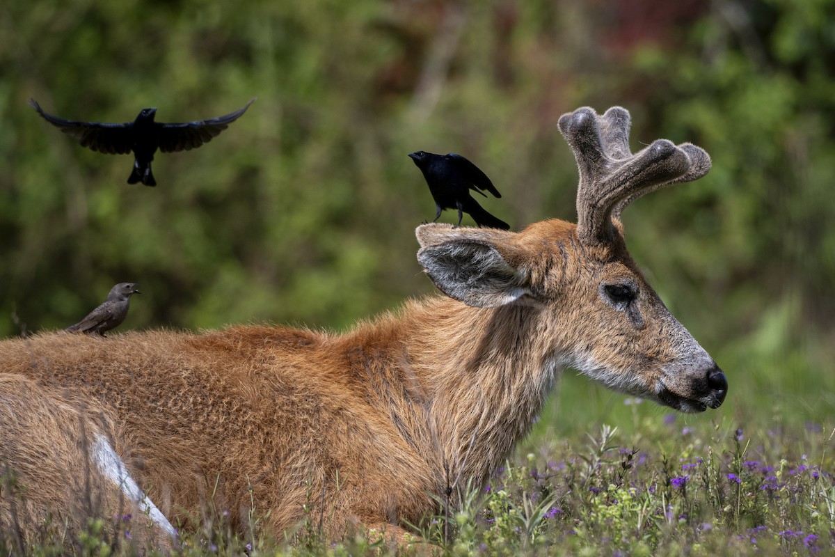 Shiny Cowbird - ML646058791